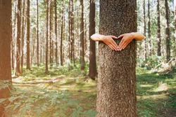 Woman hugging a tree and female hands making heart shape gesture on a trunk in summer forest. Concept of care for environment.
