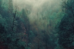 Beautiful mystical landscape. Fog in the forest, dark color. Mist among woods