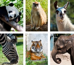 Zoo animals collage of 6 photos