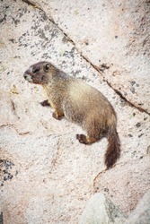vertical orientation color close up image of a yellow bellied marmot in the Colorado rocky mountains