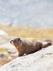 vertical orientation color close up image of a yellow bellied marmot in the Colorado Rocky Mountains, with copy space
