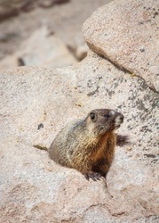 vertical orientation color close up image of a yellow bellied marmot in the rocky mountains of Colorado, USA