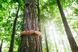 Hands hug a large tree trunk in the green in the woods. Call to save the planet and climate change.