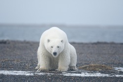 polar bear from Kaktovik arctic region in Alaska