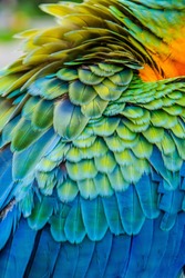 abstract winged Macaw feathers in close up, exotic texture and background