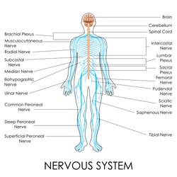 vector illustration of diagram of nervous system