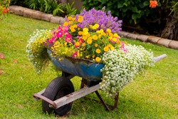 Wheelbarrow full of colorful flowers on a grass lawn