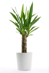 Houseplant - Yucca A potted plant isolated on white