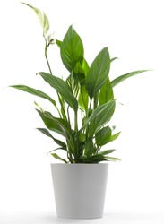 Peace Lilly A potted plant isolated on white
