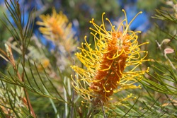 Decorative West Australian native wild flower grevillea species cultivar in autumn bloom attracts birds and bees to the home garden or bush lands with ornamental orange yellow pink spikes of color.