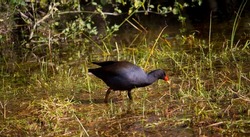 The adult dusky moorhen (Gallinula tenebrosa) a bird species in the rail family being one of the eight extant species in the moorhen genus eating grass at the edge of the lake on a winter morning.