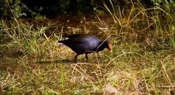 The adult dusky moorhen (Gallinula tenebrosa) a bird species in the rail family being one of the eight extant species in the moorhen genus eating grass at the edge of the lake on a winter morning.