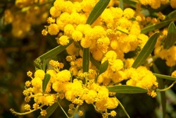 Soft beautiful fluffy fragrant yellow West Australian wattle acacia species  blooming in Dalyellup Tuart Forest near Bunbury, Western Australia adds sweet fragrance and food for native bird species .