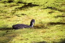 A small fluffy grey Eurasian Coot (Fulica atra) chick is swimming in the blue lake covered with green algae in Dalyellup near Bunbury Western Australia on a sunny late afternoon in spring.
