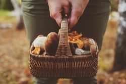 picking wild mushrooms in autumn forest. Hand holding basket full of mushrooms, lifestyle shot.