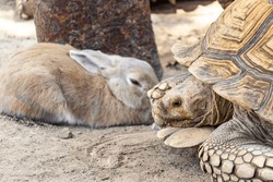 The old turtle and rabbit in the Zoo