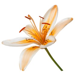 Beautiful lily flower isolated on white background.