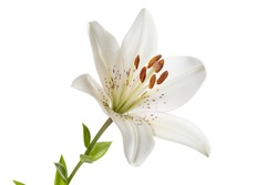 White lily flower Isolated on a white background.