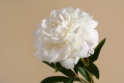 Beautiful white peony flower isolated on beige background.