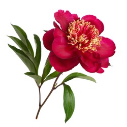 Red peanut flower peony isolated on white background.