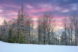 winter scenery at dawn. trees on snow covered meadow beneath a sky with clouds in colorful light