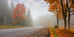 new asphalt road through forest. wonderful autumn scenery. low visibility on the road in foggy weather condition