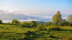 trees on the grassy meadow on a misty morning. beautiful nature scenery of carpathian countryside in spring. distant hills and mountains in fog and clouds. sunny weather