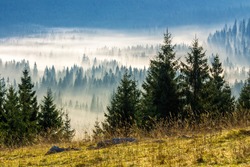 fir trees on a meadow down the will  to coniferous forest in foggy mountains of Romania