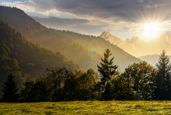 Spruce forest on the hillside meadow in High Tatras mountain ridge. Gorgeous scenery mountainous scenery in early autumn at sunset