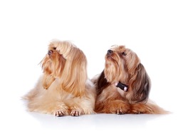 Two puppies of a decorative doggie. Decorative dogs. Puppies of the Petersburg orchid on a white background