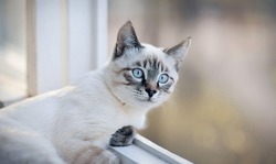 Portrait of a sad Thai cat on the windowsill.  A Thai-bred kitten. Small cat with blue eyes looking out the window.