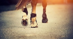 Feet running sports horse. Legs of a sporting savvy horse in knee-caps 
