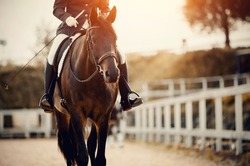Equestrian sport. Portrait of a dressage horse in training, front view. Sports stallion in the bridle.The leg of the rider in the stirrup, riding on a horse. Dressage of the horse in the arena. 