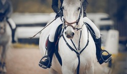 Equestrian sport. Portrait sports white stallion in the bridle. The leg of the rider in the stirrup, riding on a horse. Horse muzzle close up. Dressage of horses in the arena. Horseback riding