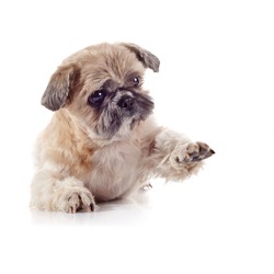 The decorative amusing small beige doggie of breed of a shih-tzu