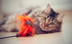 The fluffy striped domestic cat plays with a toy. 