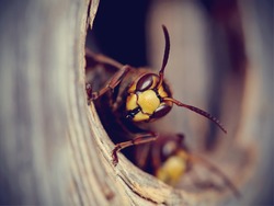 Portrait of a big wasp - a hornet protects an entrance to a nest.