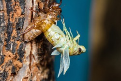 Beautiful scene macro insect molting cicada on tree in nature. Cicada insect stick on tree. Cicada metamorphosis grow up to adult insect