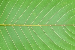 Close up the texture of a green leaf with a beautiful symmetrical pattern