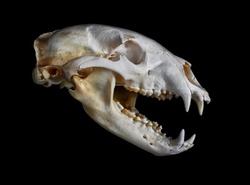 Portrait of a Black Bear Skull