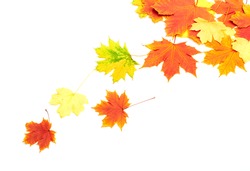 Beautiful background of autumn leaves