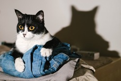 Funny black and white tuxedo cat looking at camera from a pile of clothes with her tongue.