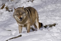 Aggressive wolf in winter