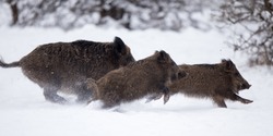 Three wild boars running on snow in forest. Wildlife in natural habitat