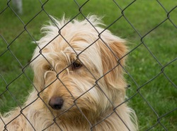 Sad lonely dog behind fence