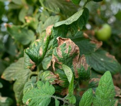 Close up of tomato green leaf with brown spots and dry endings. Plant diseases concept