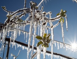 Close up of fruit tree branches with buds and freezers hanging from plant. Modern plant protection from frost by spraying 