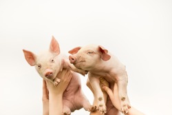 Two funny piglets up in the air