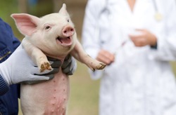 Cute piglet portrait in workers hands, veterinarian in background