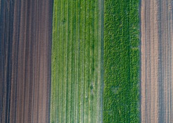 Aerial view of agricultural parcels with furrows and green lands in spring shot with drone directly above
